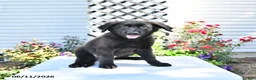 Golden Shepherd dogs for sale: Raisin - Ad 2