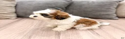 Shih Tzu dogs for sale: Cruze - Ad 4