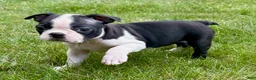Boston Terrier dogs for sale: Boston Terrier  - Ad 12