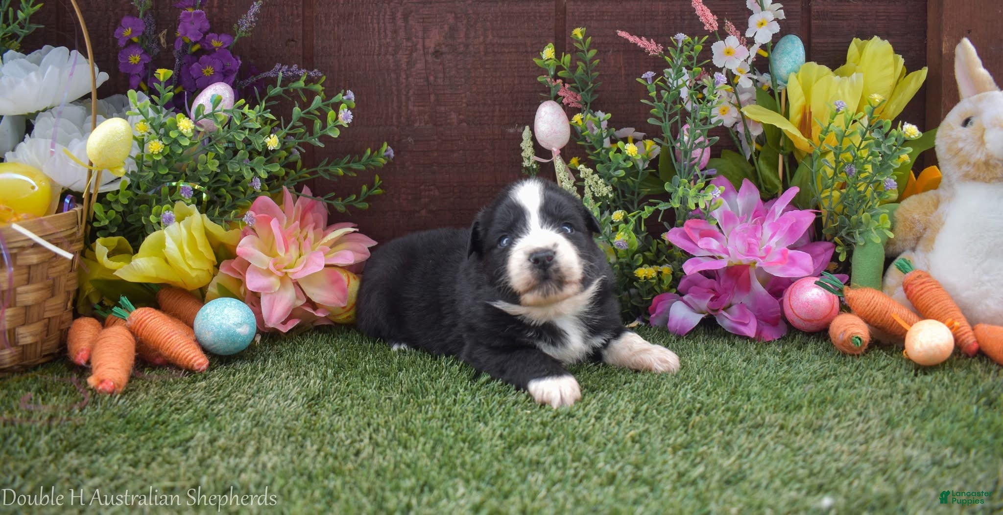 Australian Shepherd dogs Grumpy 1 blue 1 brown eye - Ad 2