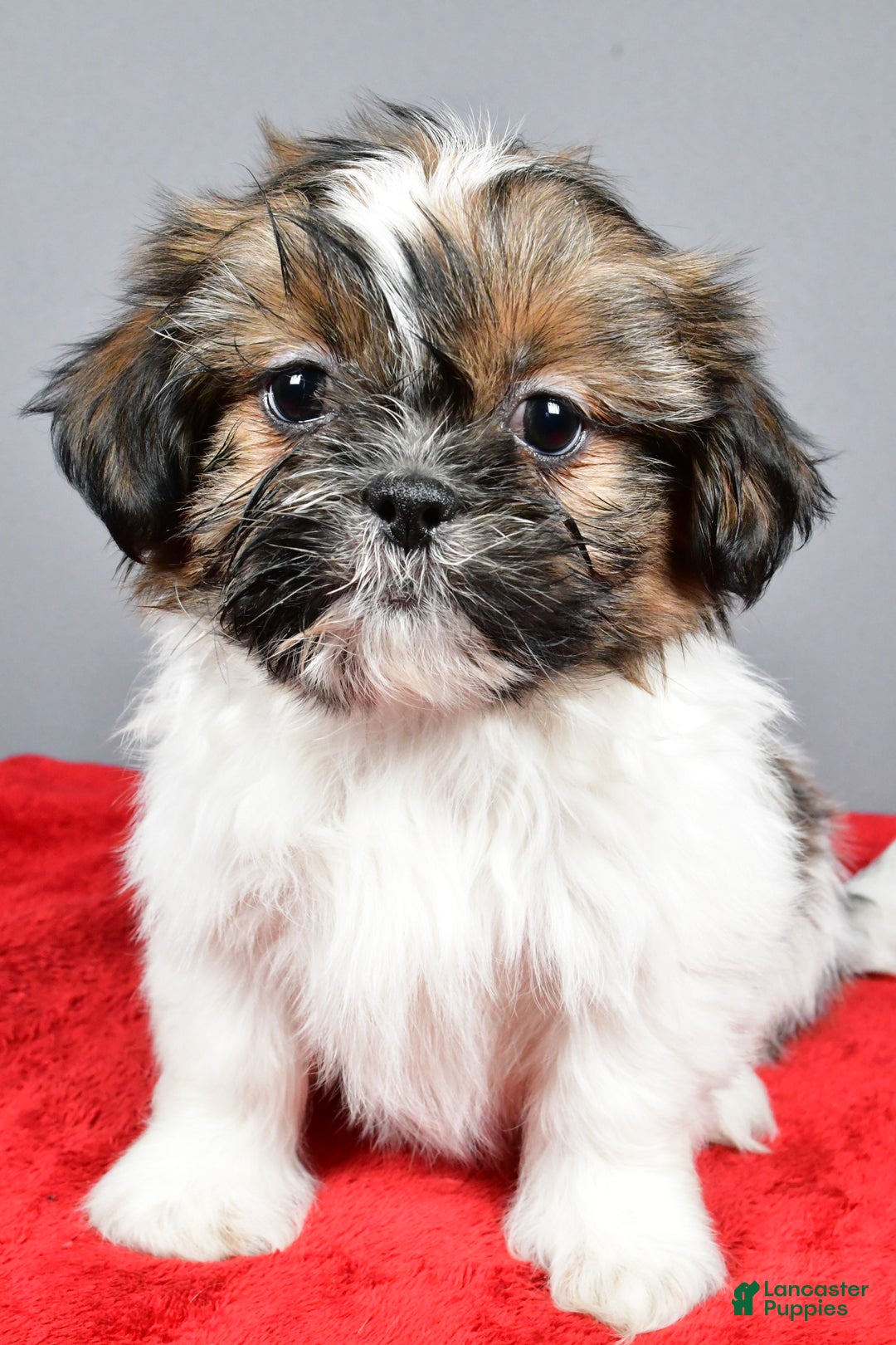 Shih Tzu dogs for sale: Maple - Ad 6