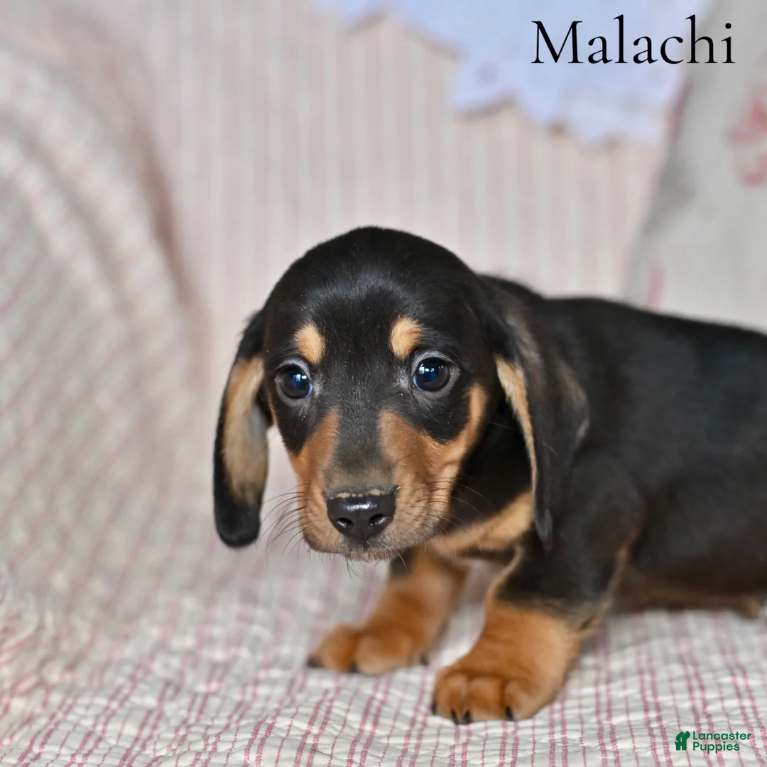 Miniature Dachshund dogs for sale: Malachi - Ad 2