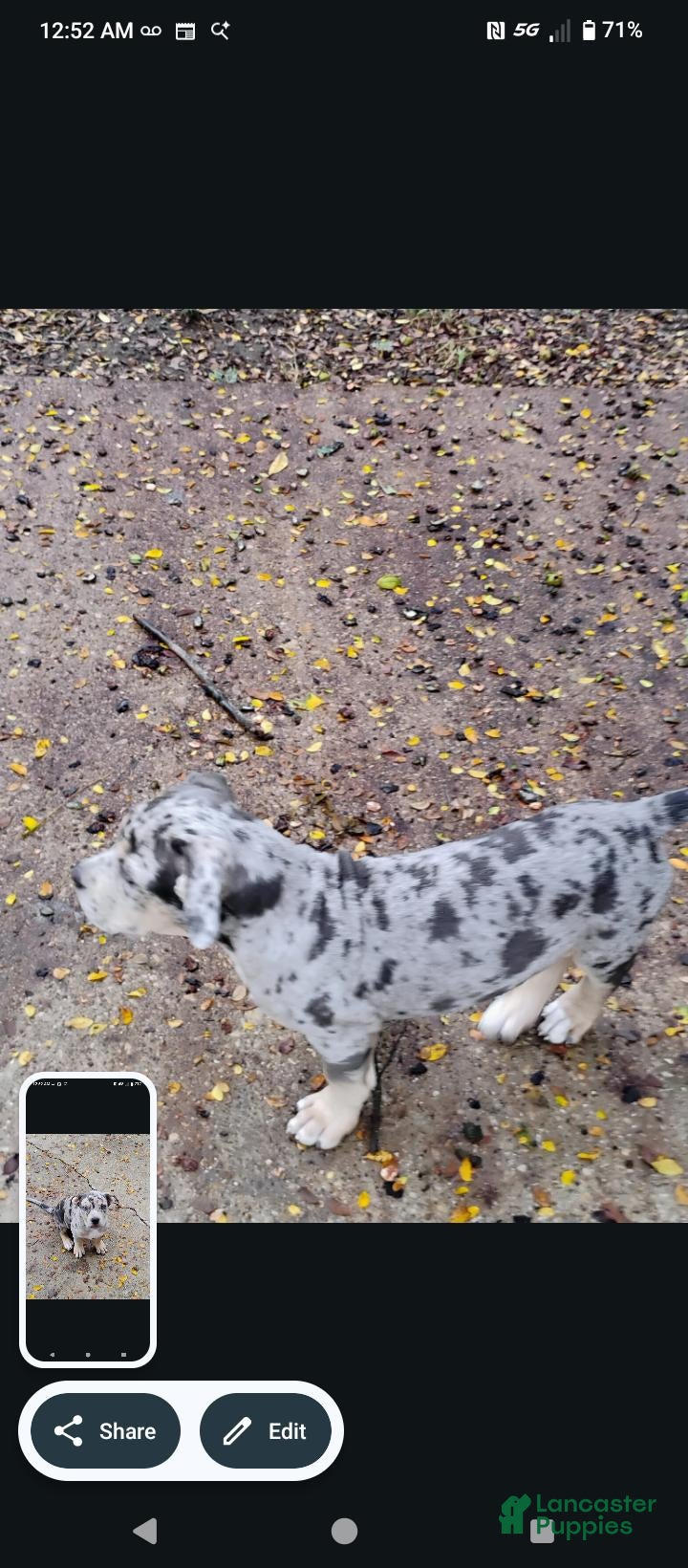 Staffordshire Bull Terrier dogs for sale: Merle XL Pit Bull  - Ad 5