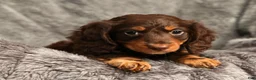 Miniature Dachshund dogs for sale: Teddy - Ad 7