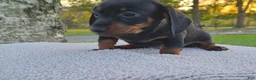 Miniature Dachshund dogs for sale: Remy  - Ad 30