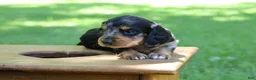 Miniature Dachshund dogs for sale: Mini Dachshund: Sam - Ad 4