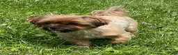 Shorkie dogs for sale: Muffin - Ad 6