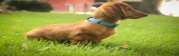 Miniature Dachshund dogs for sale: Asher Miniature Dachshund - Ad 9