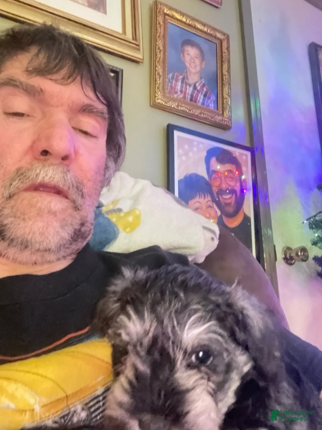 Miniature Schnauzer dogs for sale: Miniature Schnauzer Chevelle  - Ad 2