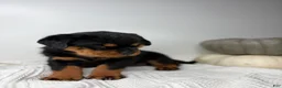 Rottweiler dogs for sale: Rottweiler 3 - Ad 2