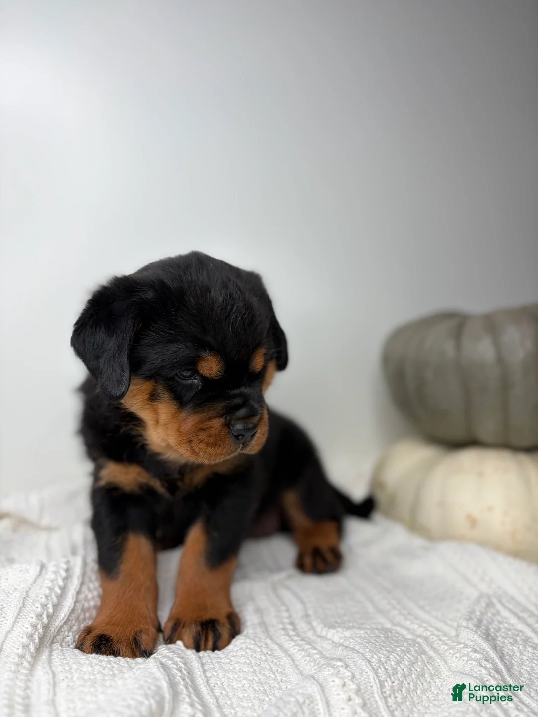 Rottweiler dogs for sale: Rottweiler 3 - Ad 2