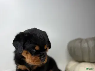 Rottweiler dogs Rottweiler 3 - Ad 2