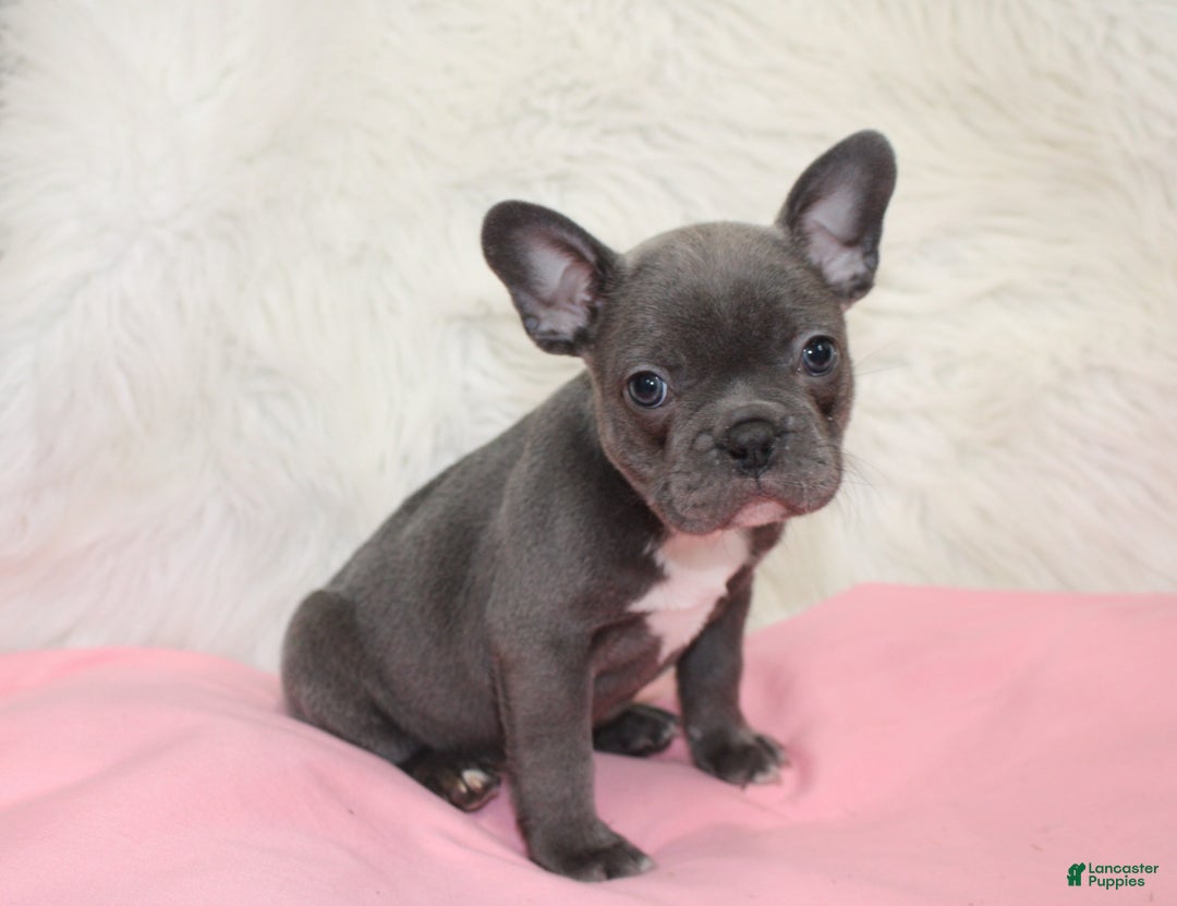 Mixed Breed dogs for sale: Beau - Ad 4