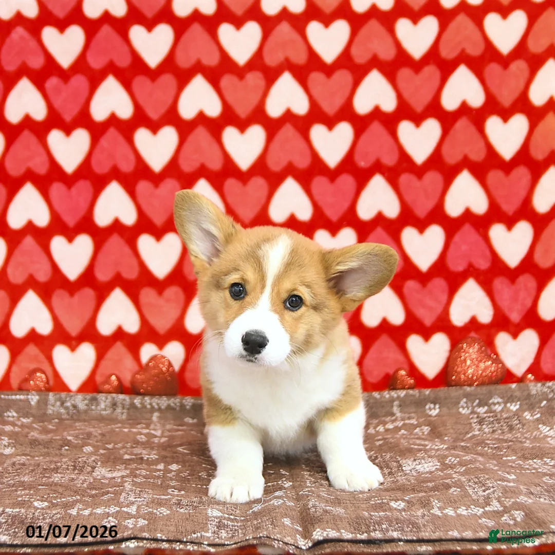 Welsh Corgi Pembroke dogs for sale: Mandy - Ad 10