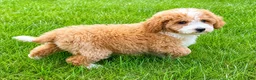 Mini Goldendoodle dogs for sale: Teddy Mini Goldendoodle F1B - Ad 6