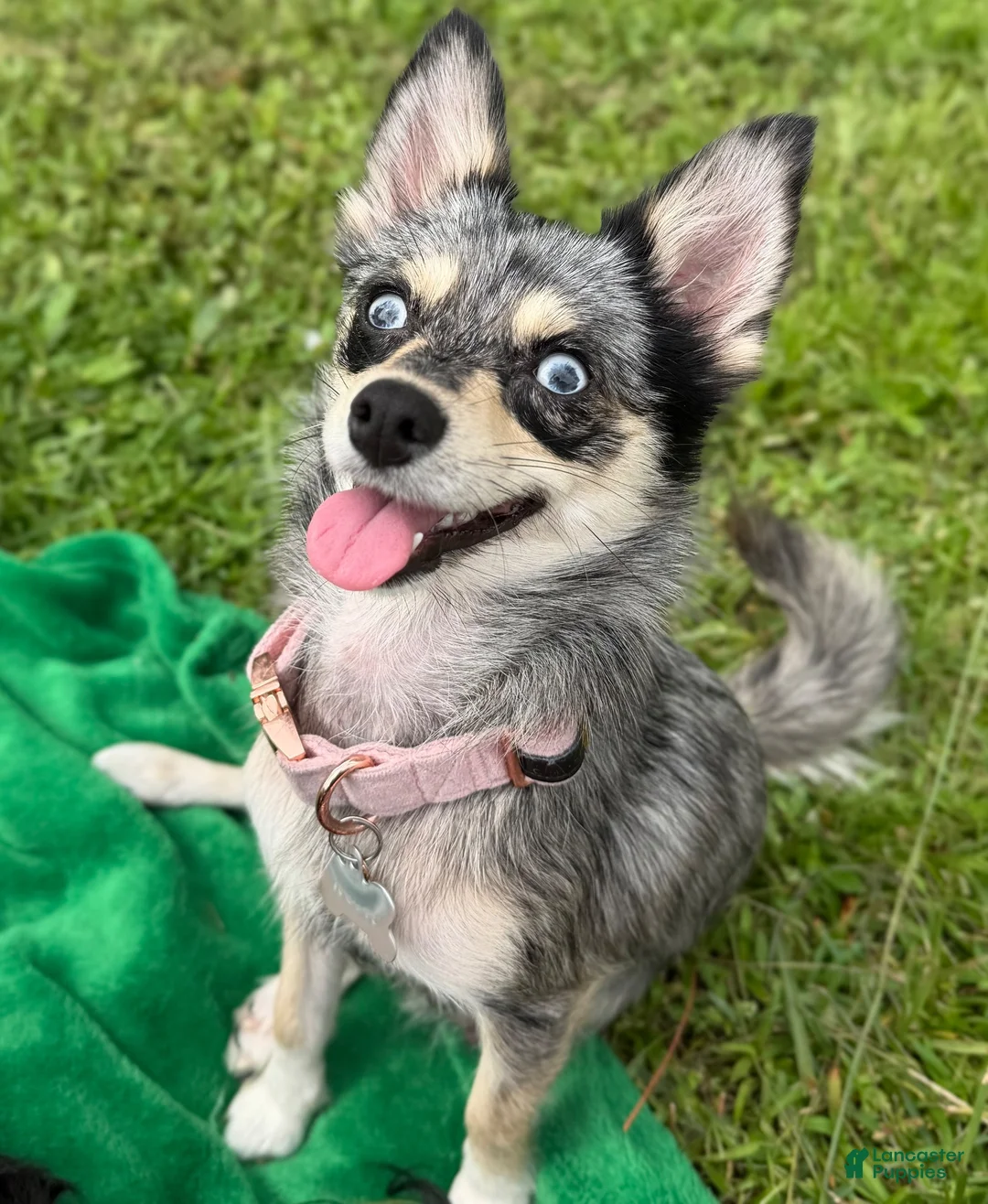 Mixed Breed dogs for sale: Luna - Ad 9