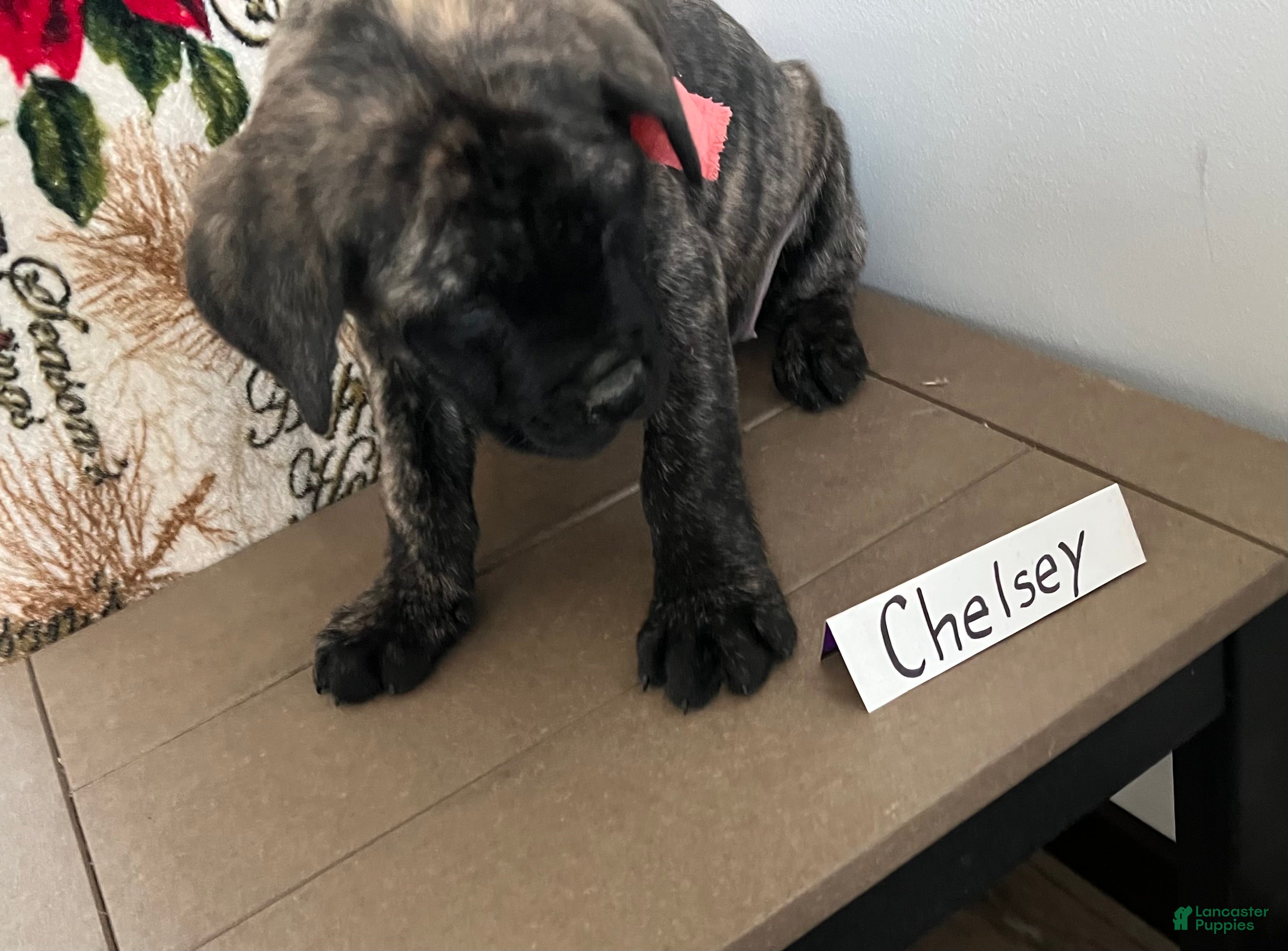 English Mastiff dogs Chelsea❤️🐾AKC Purebreed❤️Call 814-996-9195 - Ad 14