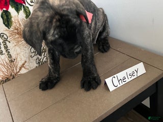 English Mastiff dogs Chelsea❤️🐾AKC Purebreed❤️Call 814-996-9195 - Ad 13