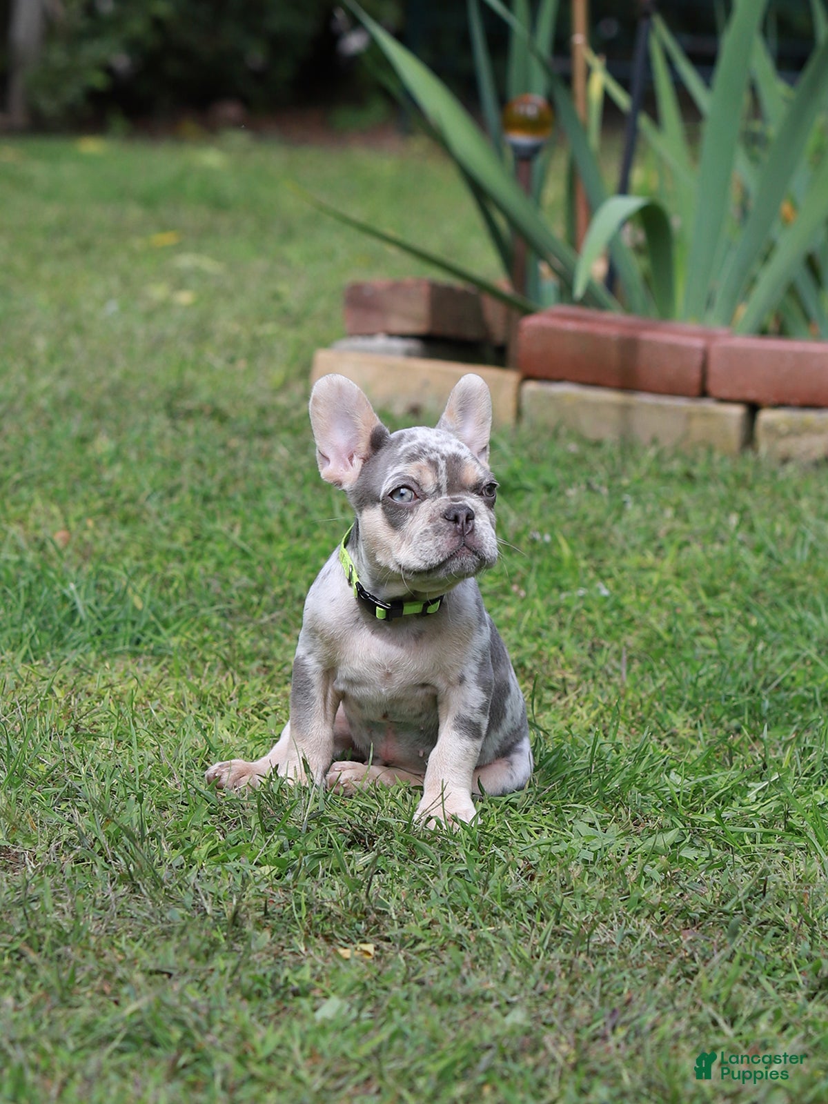 French Bulldog dogs Lucy - Ad 1