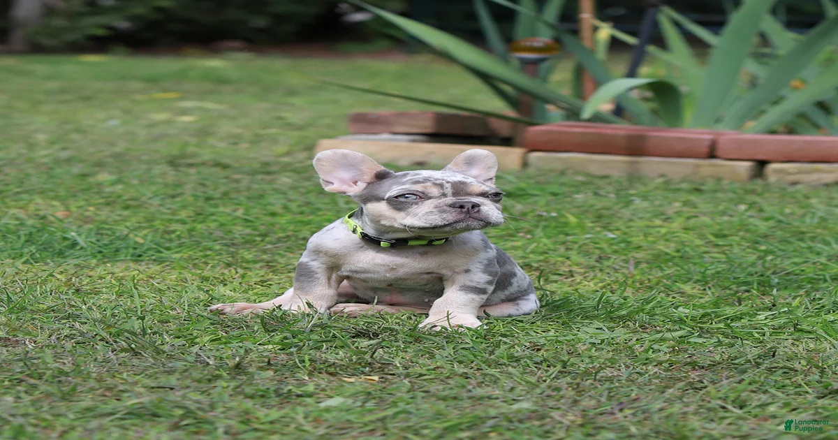 French Bulldog Puppies for sale in Springfield, Massachusetts ...