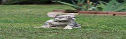 French Bulldog dogs for sale: Lucy - Ad 1