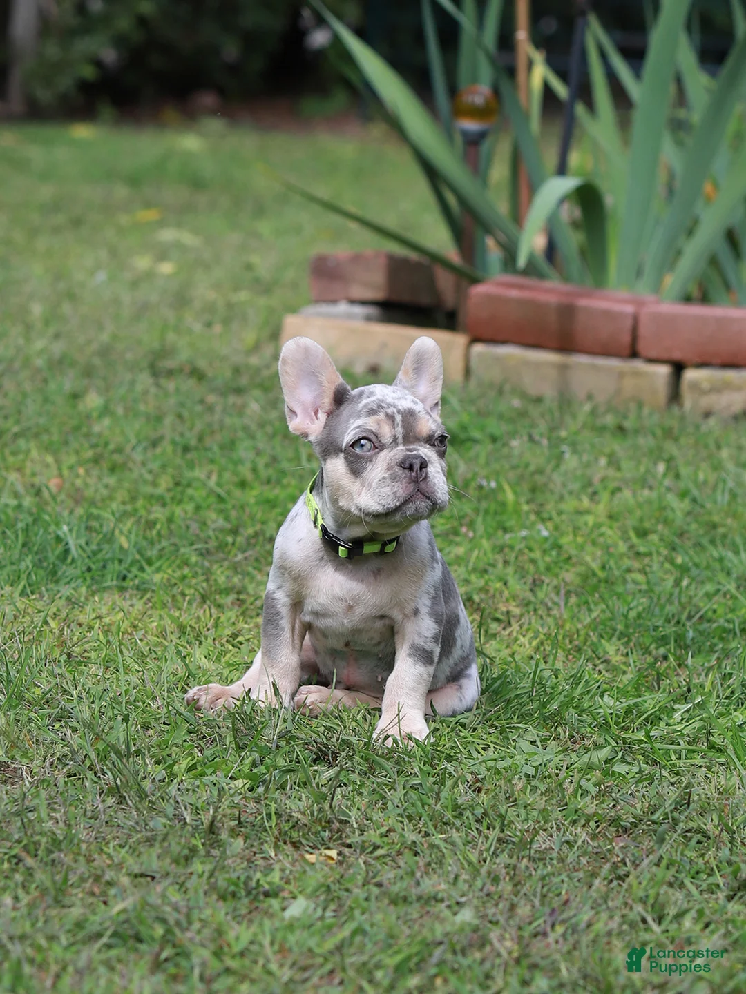 French Bulldog dogs for sale: Lucy - Ad 1