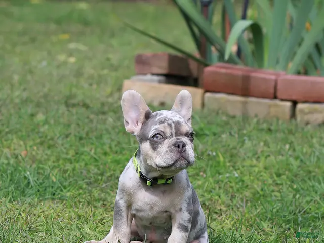 French Bulldog dogs Lucy - Ad 1