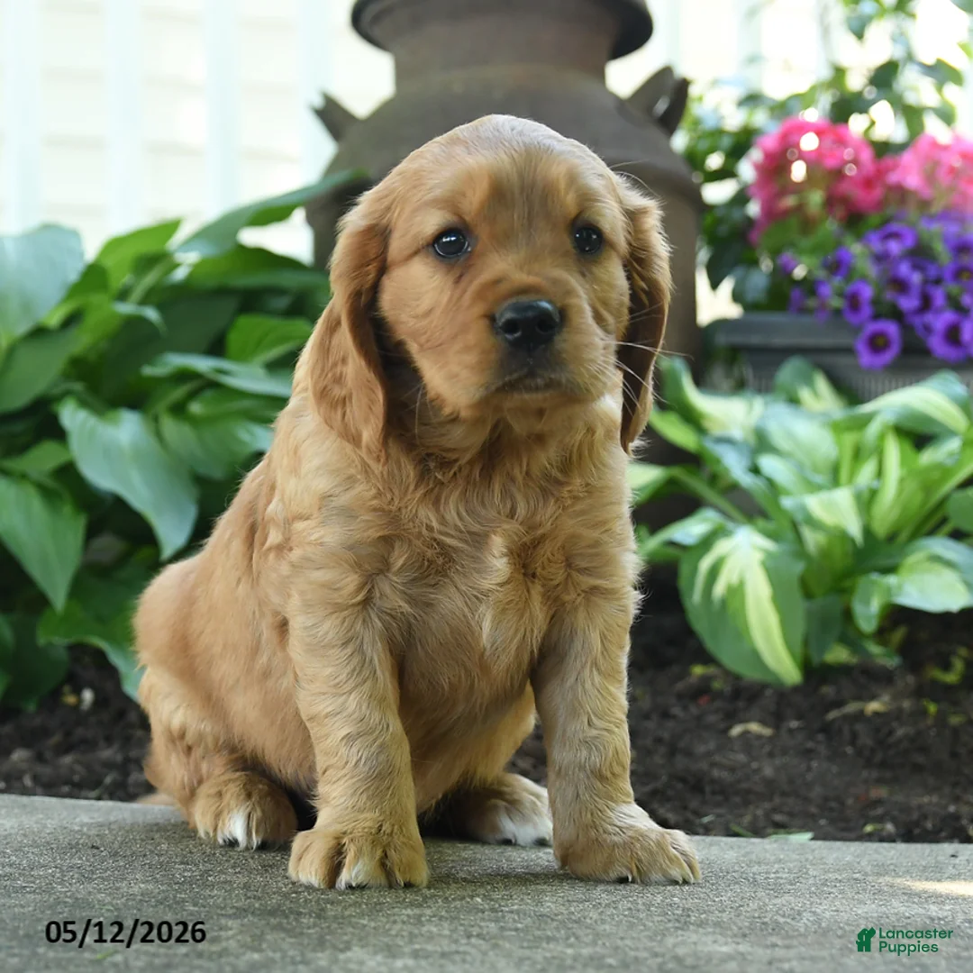 Miniature Golden Retriever dogs for sale: Fred - Ad 2