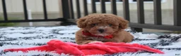 Bichpoo dogs for sale: Kirian  - Ad 4