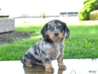 Mixed Breed dogs for sale: Bear - Ad 1