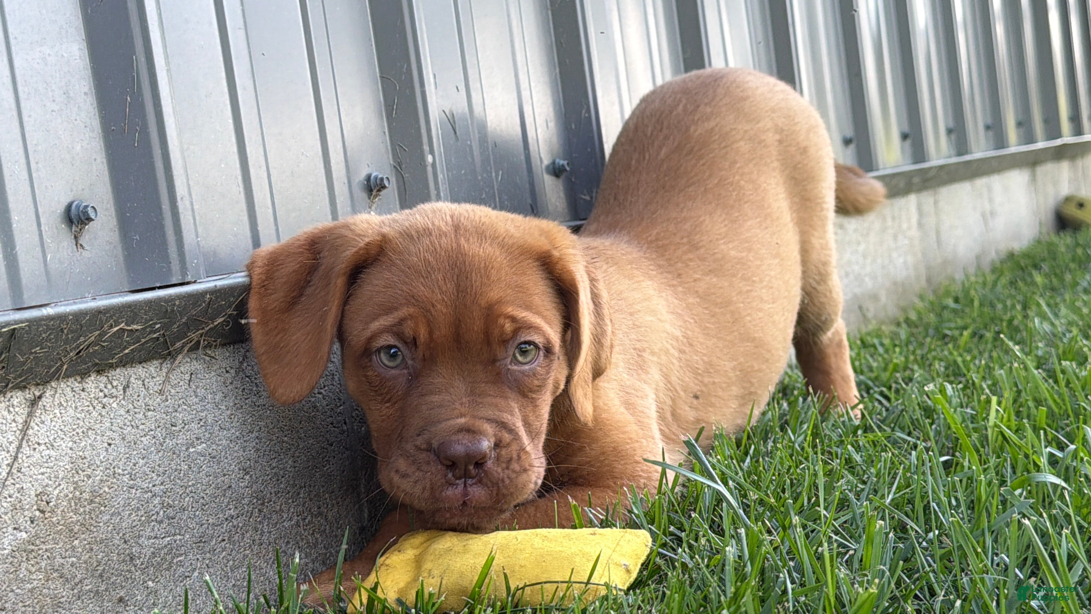 Dogue De Bordeaux dogs Babbles  - Ad 1