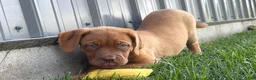 Dogue De Bordeaux dogs for sale: Babbles  - Ad 1