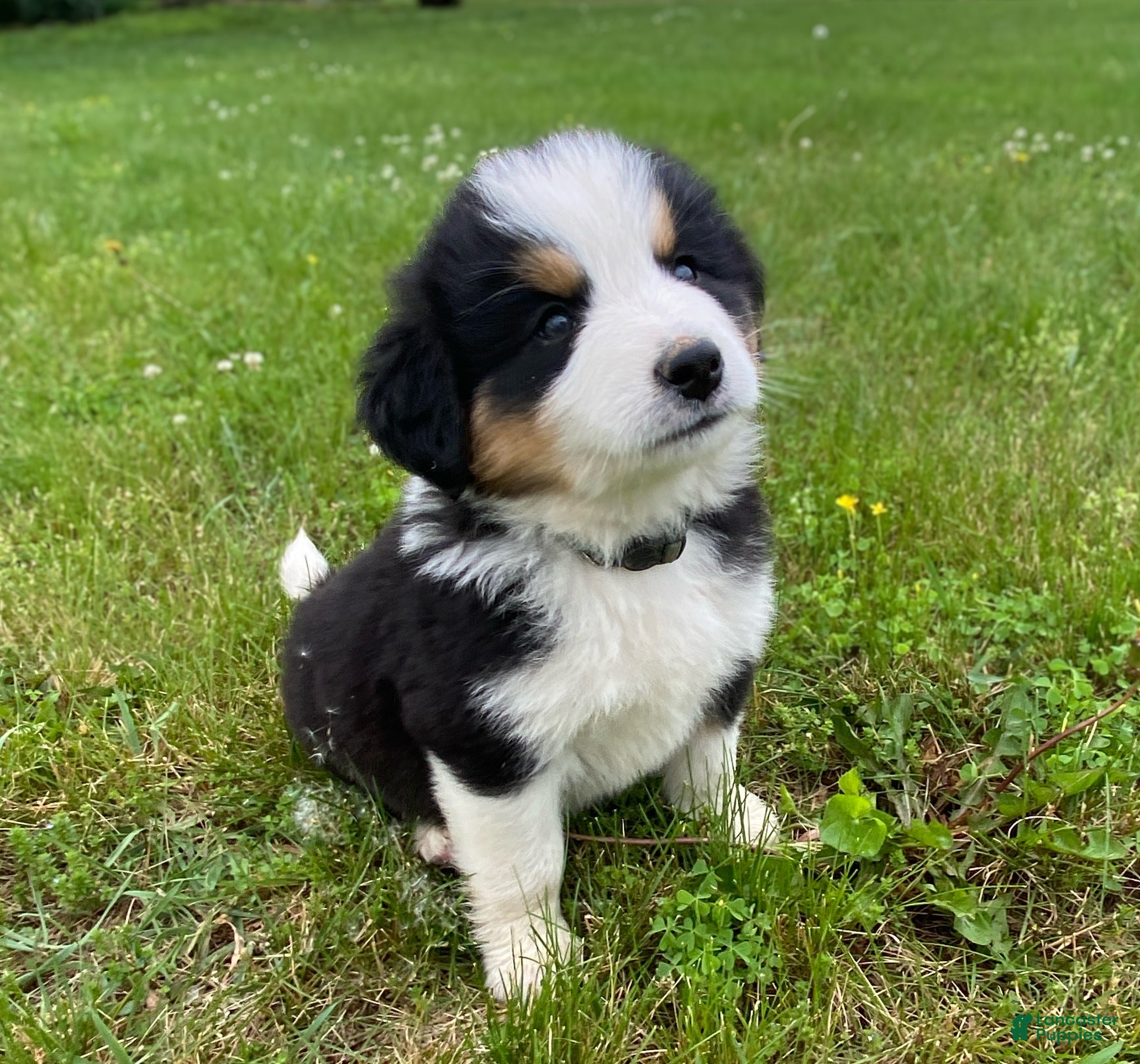 Mixed Breed dogs for sale: ♥️BABY BEAR♥️ - Ad 9