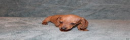Miniature Dachshund dogs for sale: HAZEL MINI  - Ad 6