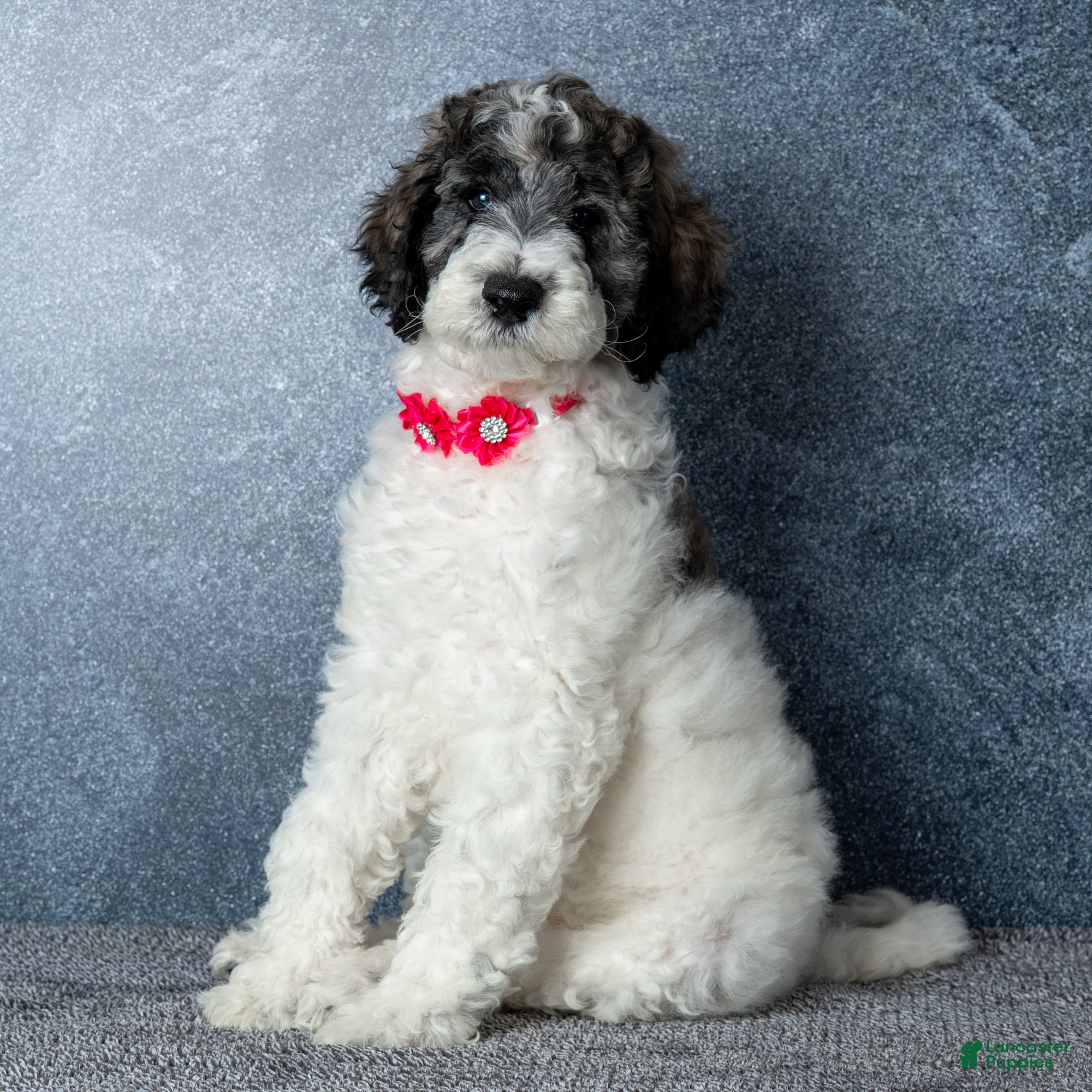 Goldendoodle dogs Ms. Flat White - Chocolate Merle Parti Goldendoodle Puppy - Ad 13