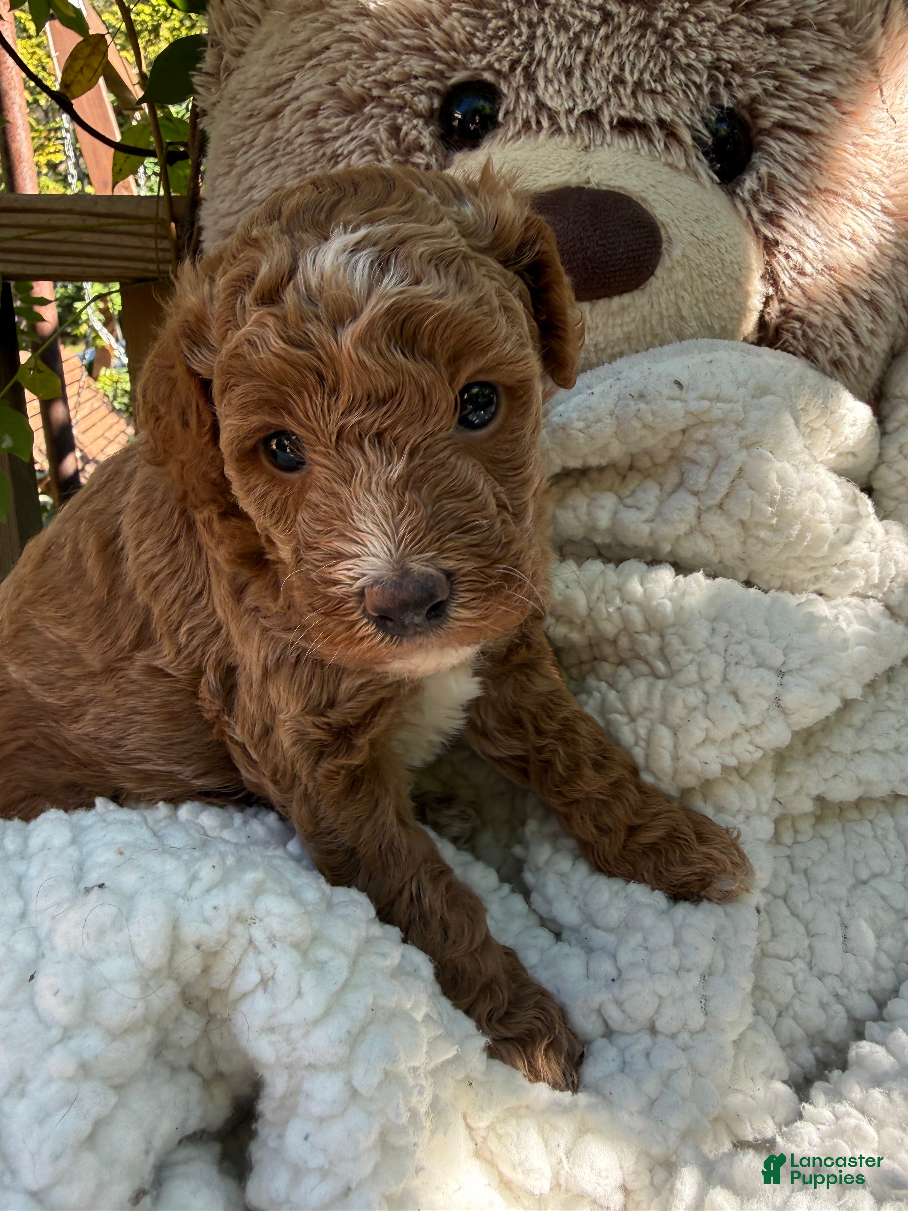 Bichpoo dogs for sale: Sunny - Ad 2