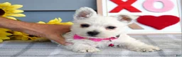 West Highland Terrier dogs for sale: Brianna - Ad 10