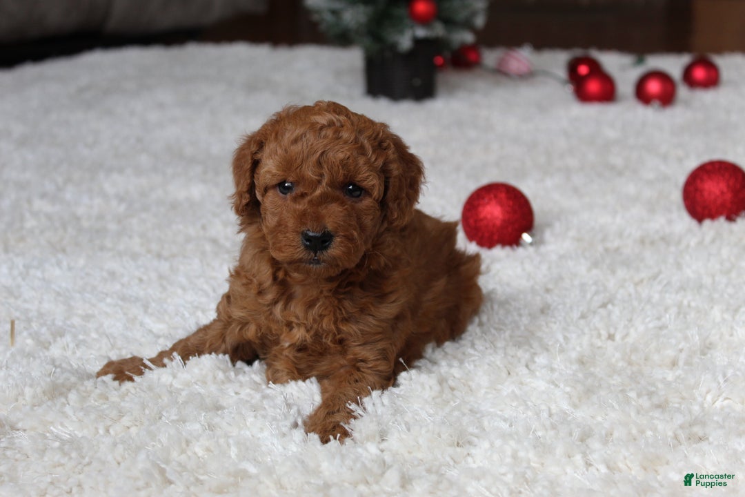 Cavapoochon dogs for sale: Millie - Ad 14