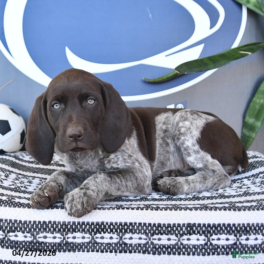 German Shorthaired Pointer dogs Colette - Ad 2