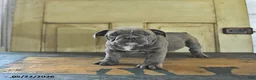 English Bulldog dogs for sale: Poppy - Ad 3