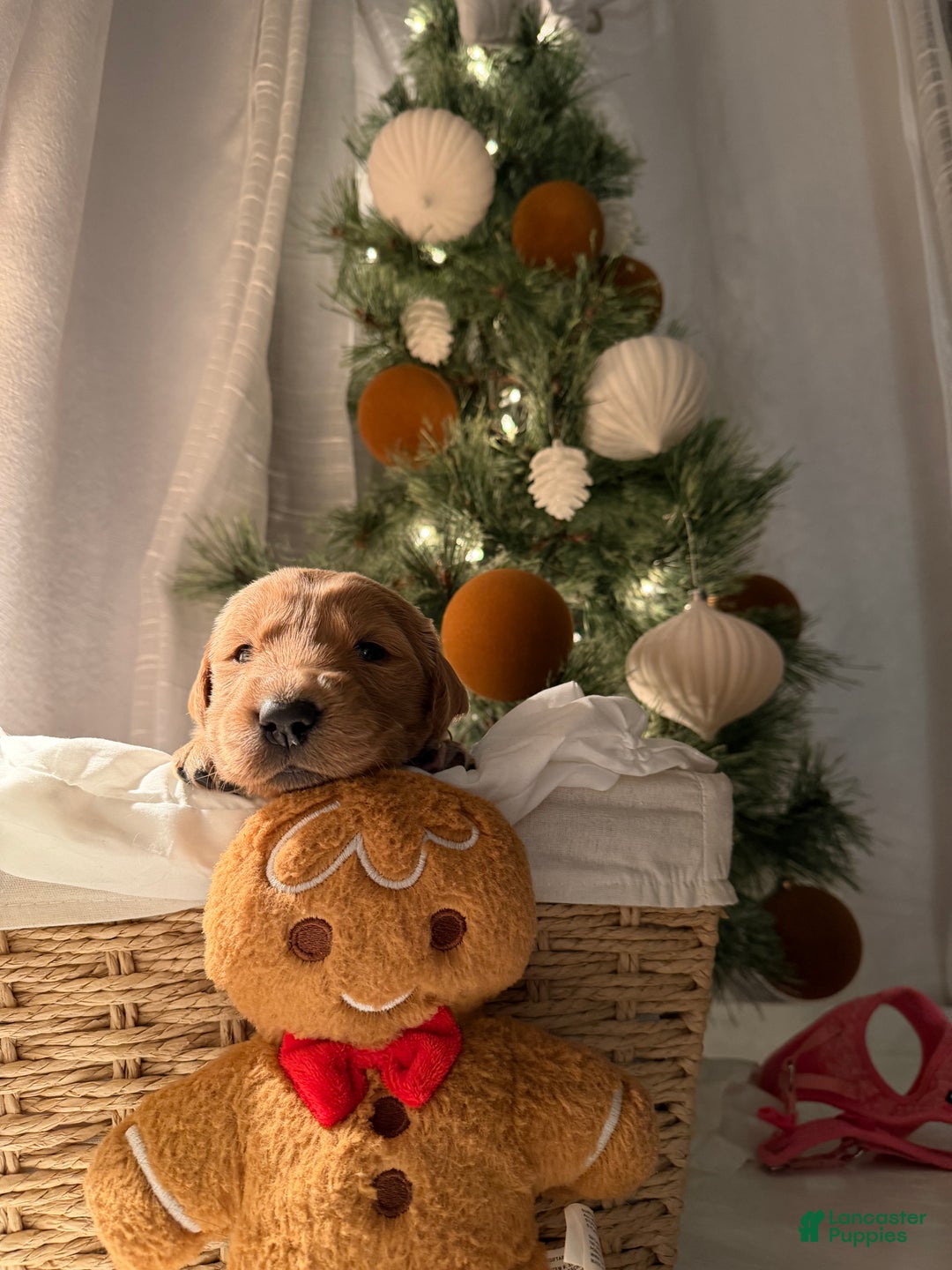 Golden Retriever dogs for sale: Noah - Ad 3