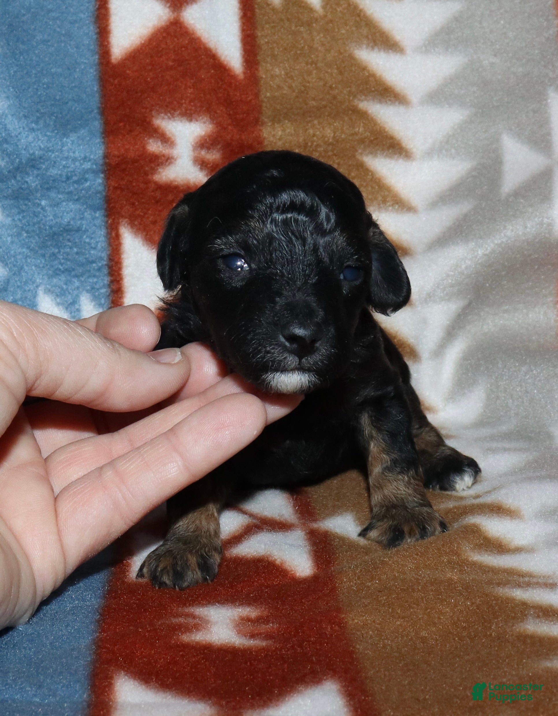 Miniature Poodle dogs Harlee’s phantom male - Ad 17