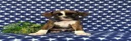 Boxer dogs for sale: Tyrone - Ad 1
