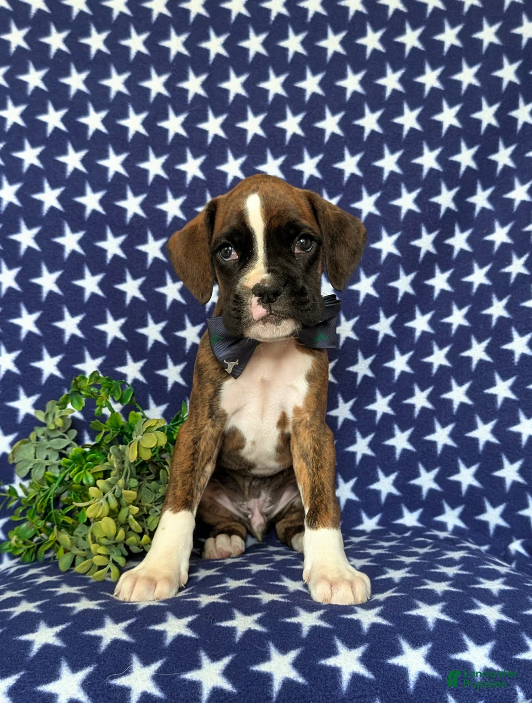 Boxer dogs for sale: Tyrone - Ad 1