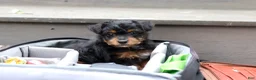 Yorkiepoo dogs for sale: Riot - Ad 7