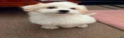 Maltipoo dogs for sale: Maltipoo Female - Ad 1