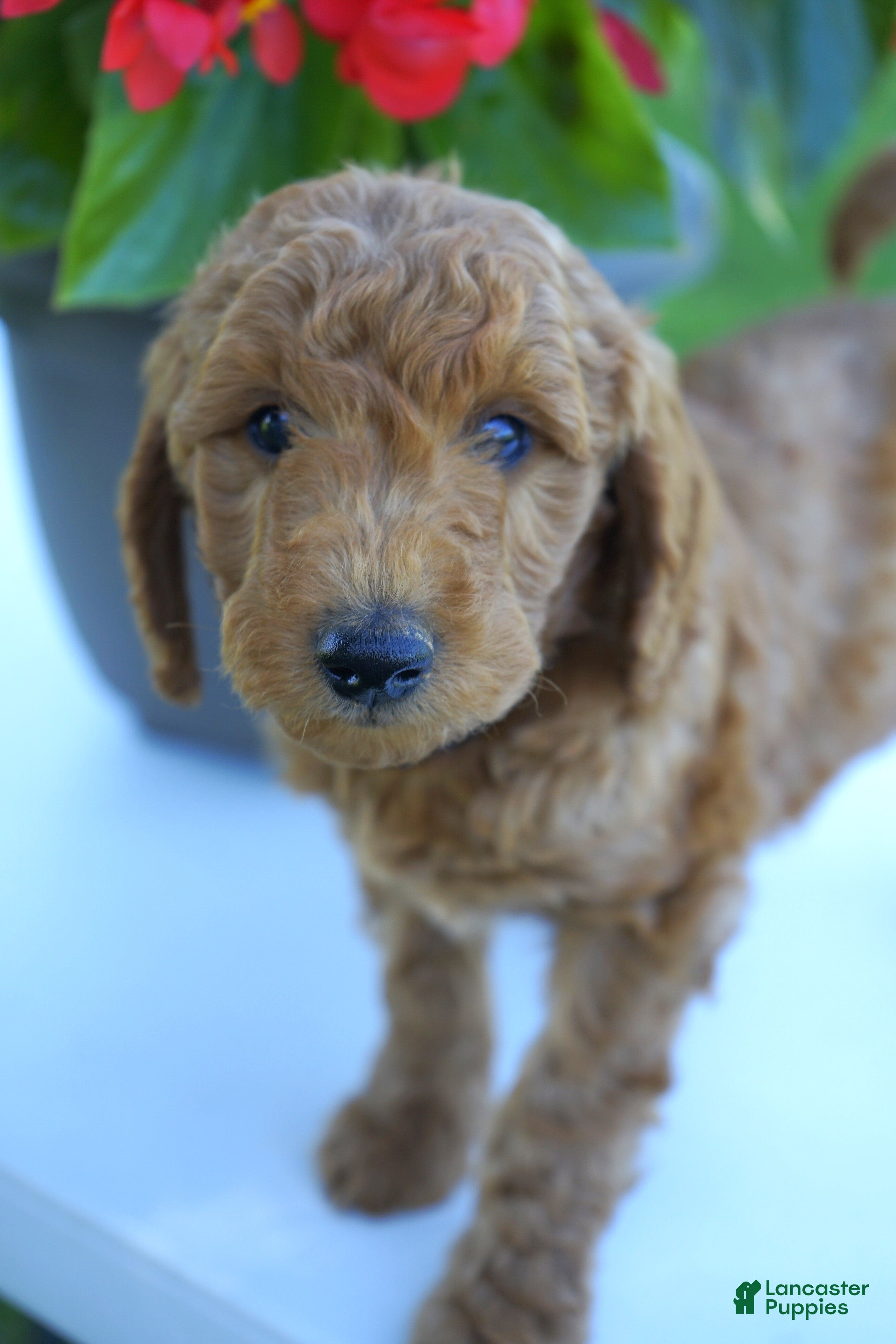 Mini Goldendoodle dogs for sale: Rusty-F1b - Ad 2