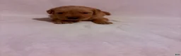Golden Retriever dogs for sale: Golden Retriever 3 - Ad 3