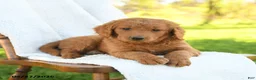 Goldendoodle dogs for sale: Cinnamon - Ad 3