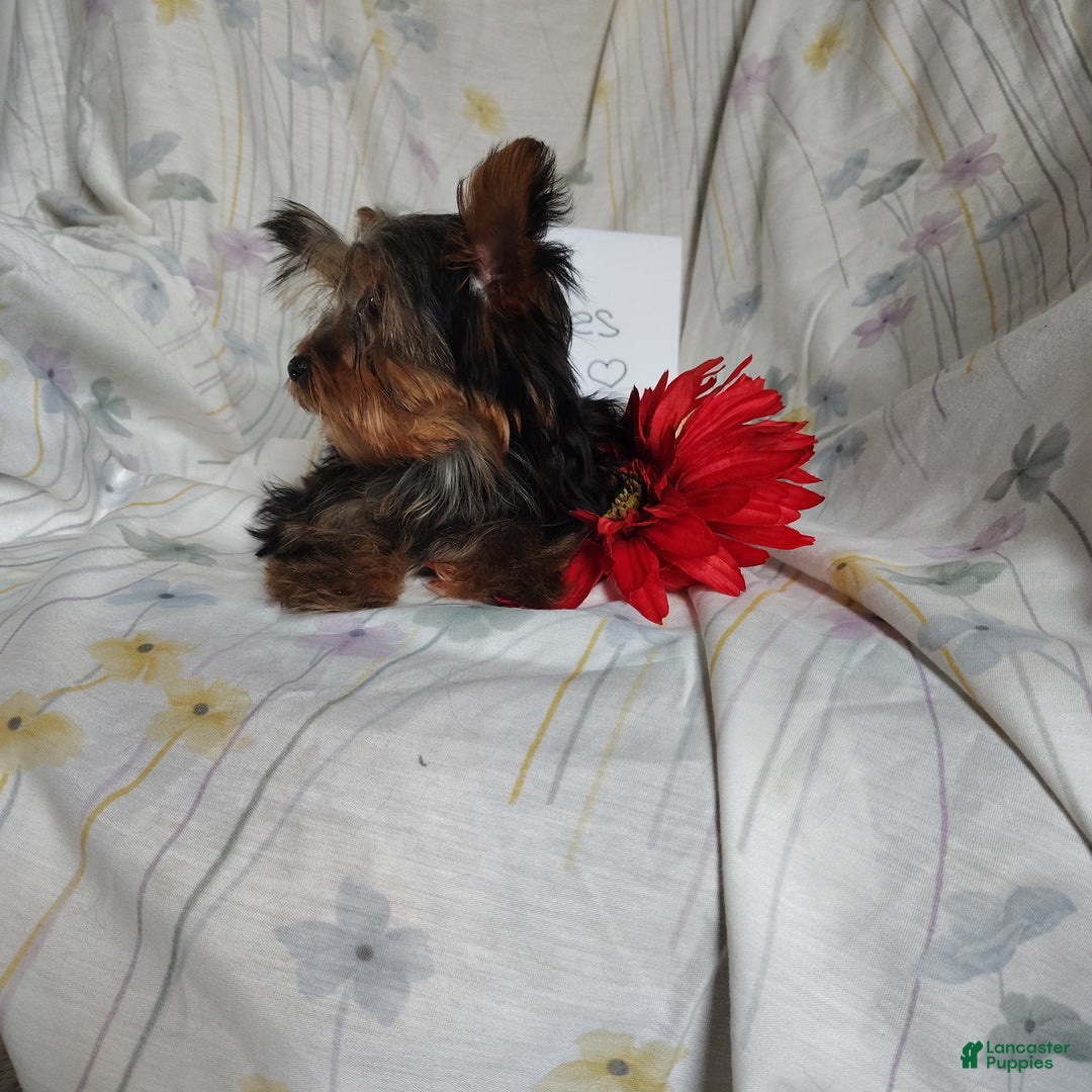 Yorkshire Terrier dogs for sale: Kisses - Ad 4